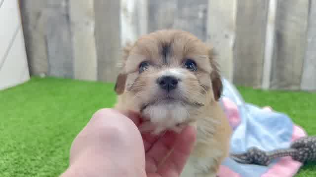 Aussiechon Pup Being Cute