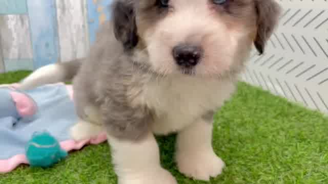 Mini Bernedoodle Pup Being Cute