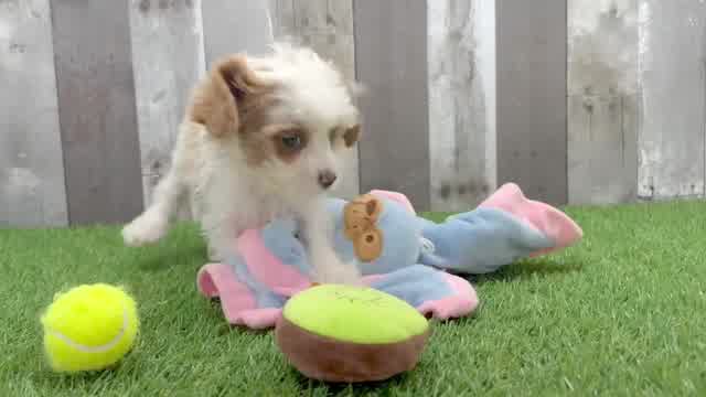 Cute Cavoodle Poodle Mix Puppy