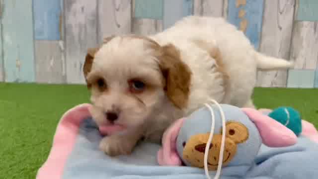 Adorable Cavipoo Poodle Mix Puppy