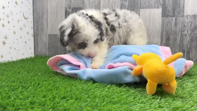 Petite Mini Aussiedoodle Poodle Mix Pup