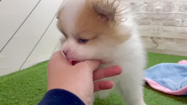 Smart Pomeranian Purebred Puppy