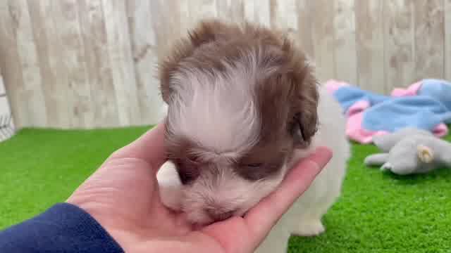 Petite Havapoo Poodle Mix Pup