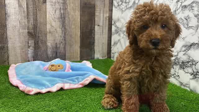 Meet Hudson - our Mini Goldendoodle Puppy Video - Florida Fur Babies