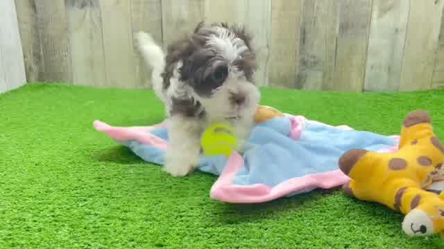 Playful Havanese Purebred Pup