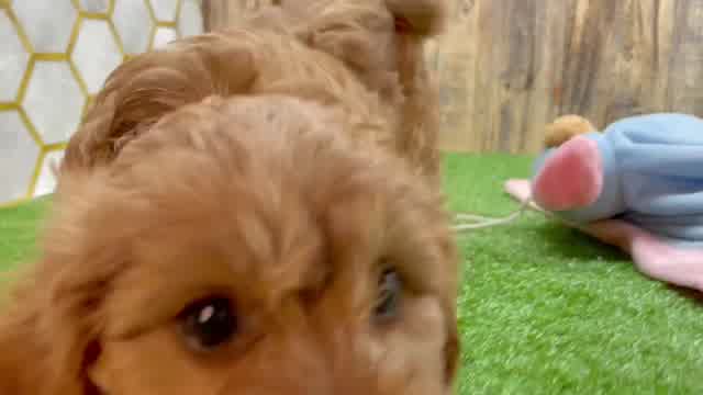 Popular Cavapoo Poodle Mix Pup