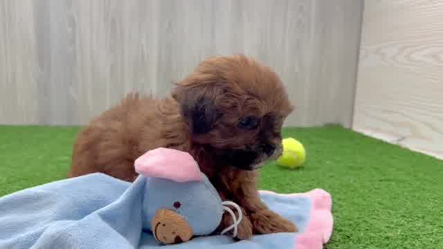 Petite Shih Poo Poodle Mix Pup