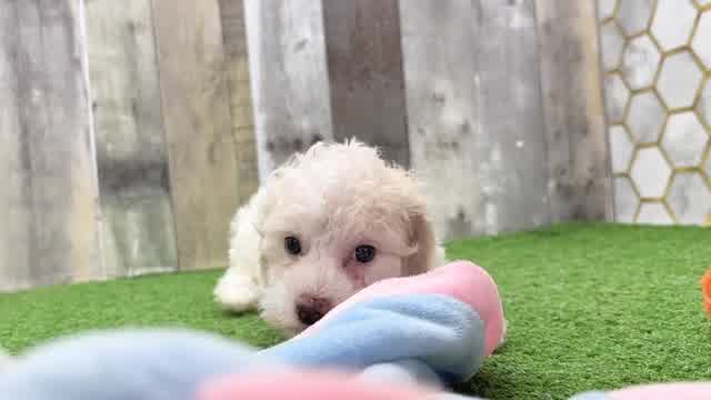 Poochon Puppy for Adoption