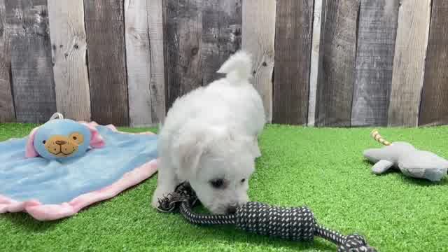 Meet Attila - our Bichon Frise Puppy Video - Florida Fur Babies