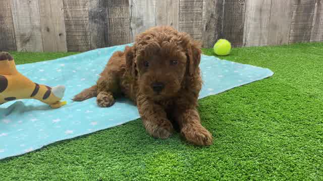 Meet Carson - our Mini Goldendoodle Puppy Video - Premier Pups