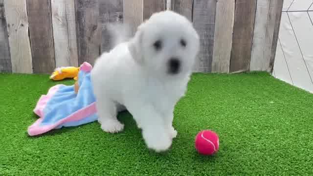 Bichon Frise Puppy for Adoption