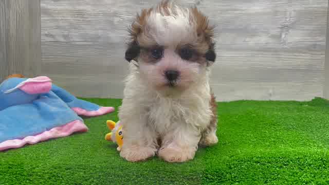 Meet Pedro - our Havanese Puppy Video - Premier Pups