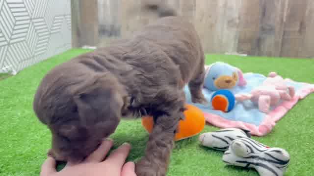 Funny Mini Aussiedoodle Poodle Mix Pup