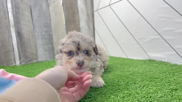 Sweet Mini Aussiedoodle Baby