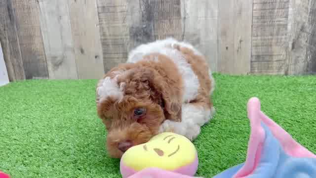 Adorable Pudle Purebred Puppy
