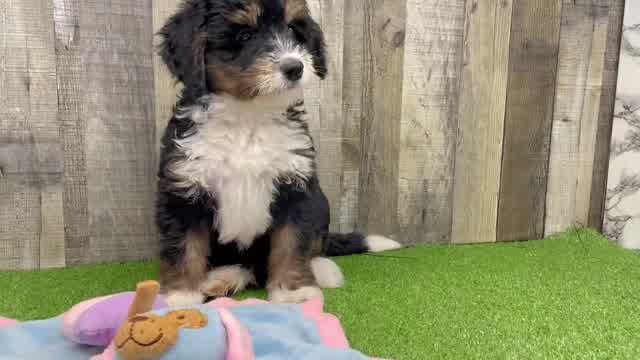 Little Mini Berniedoodle Poodle Mix Puppy
