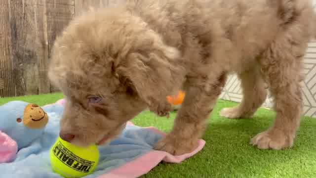Fluffy Mini Aussiedoodle Poodle Mix Pup