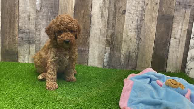 Meet Harley - our Mini Goldendoodle Puppy Video - Premier Pups
