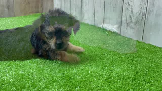Meet Ares - our Shorkie Puppy Video - Premier Pups