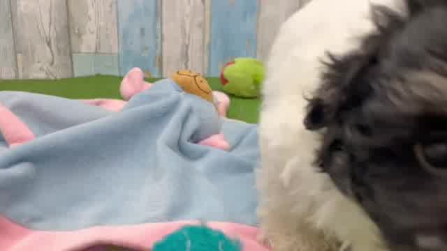 Popular Havapoo Poodle Mix Pup