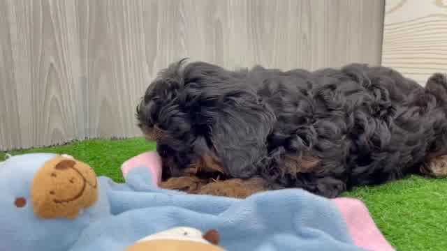 Fluffy Shih Poo Poodle Mix Pup