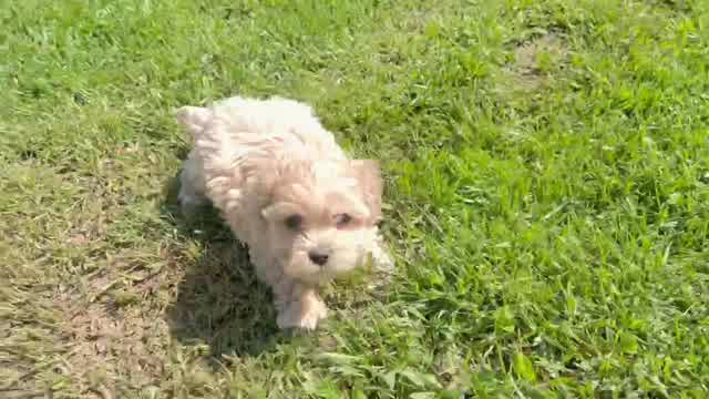 Funny Maltipoo Poodle Mix Pup
