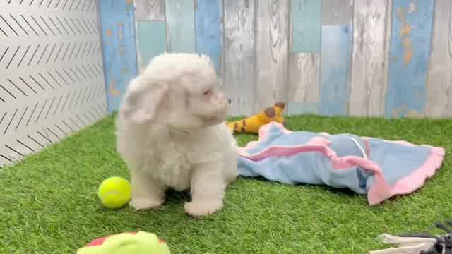 Fluffy Havapoo Poodle Mix Pup
