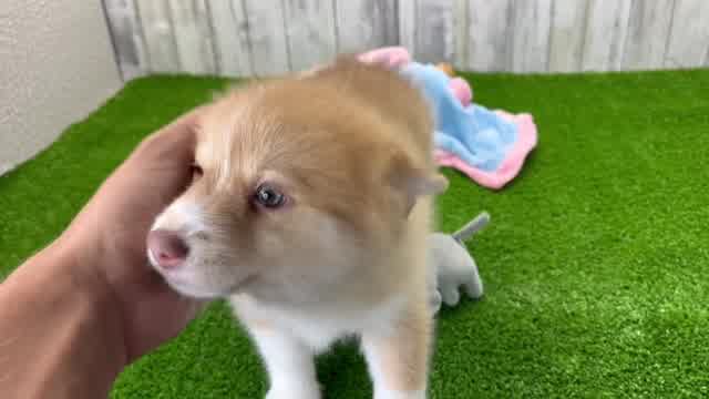 Meet Tahiti - our Pomsky Puppy Video - Florida Fur Babies