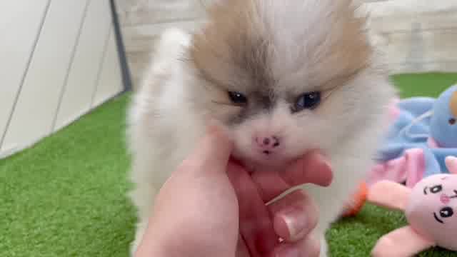 Hypoallergenic Pomeranian Baby