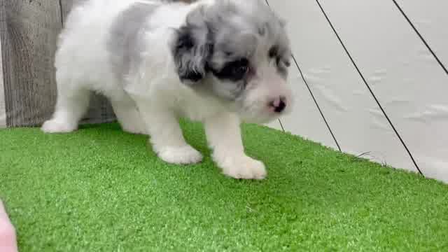 Petite Mini Aussiedoodle Poodle Mix Pup