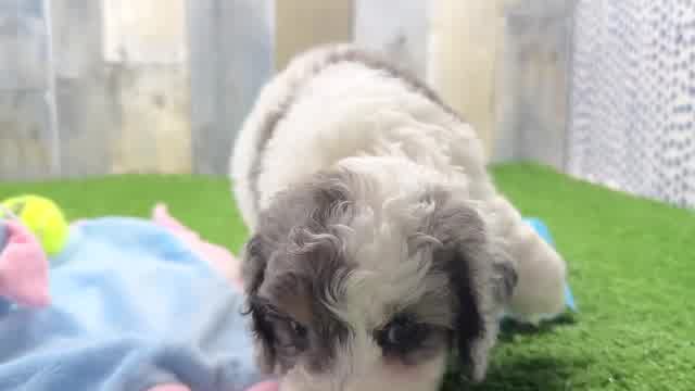 Cockapoo Pup Being Cute