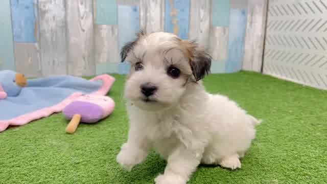Havachon Pup Being Cute