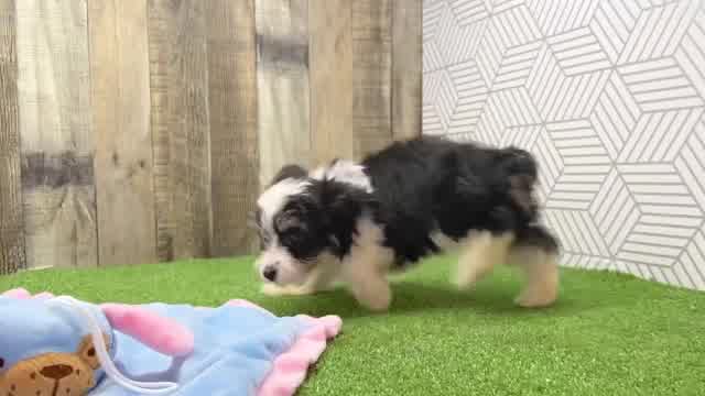 Little Aussiepoo Poodle Mix Puppy