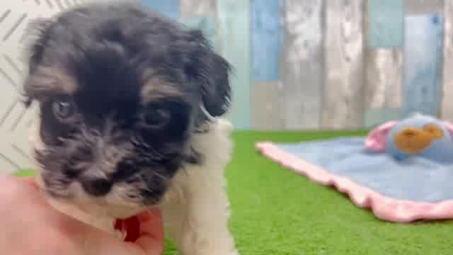 Havapoo Puppy for Adoption