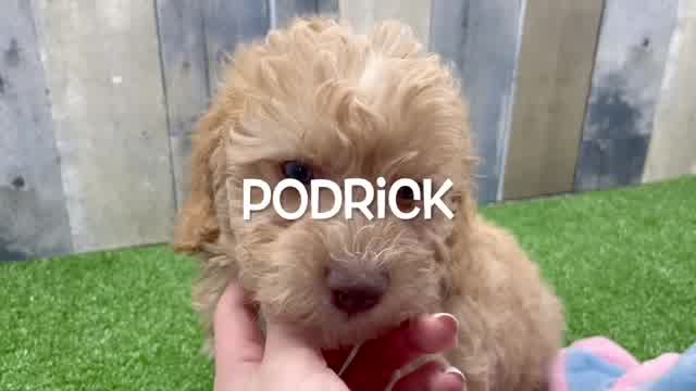 Akc Registered Poodle Purebred Pup