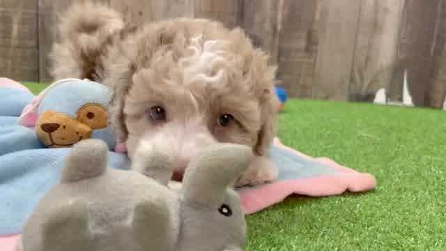 Little Aussiepoo Poodle Mix Puppy