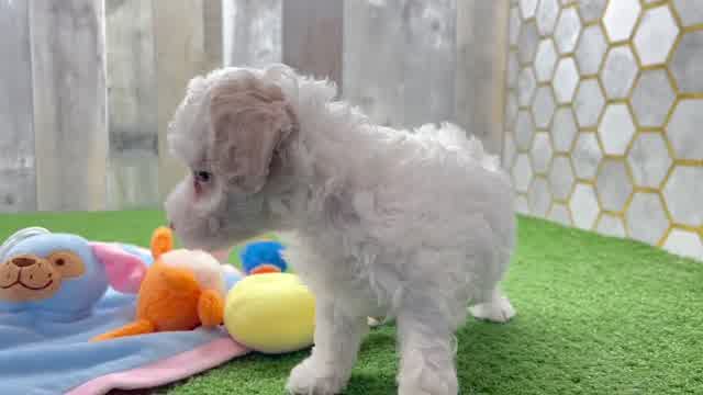 Petite Poochon Poodle Mix Pup