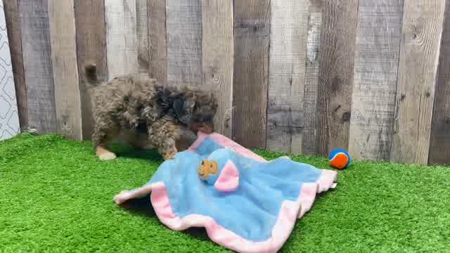Best Mini Aussiedoodle Baby