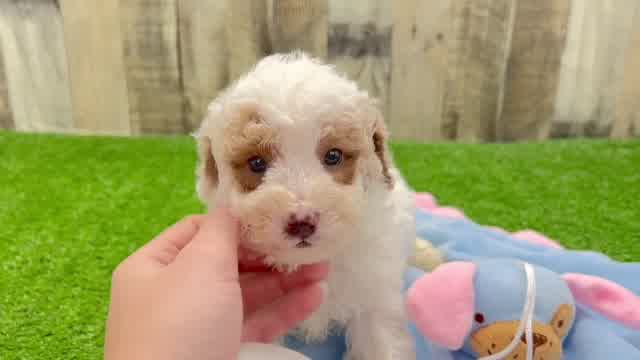 Best Poodle Baby