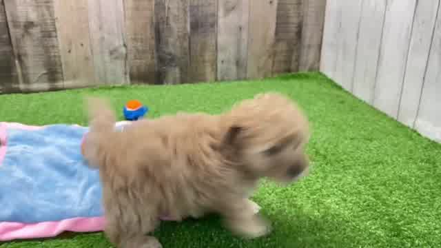 Smart Maltipoo Poodle Mix Pup