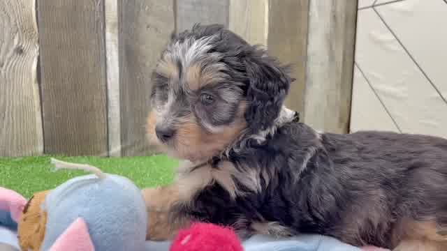 Mini Aussiedoodle Puppy for Adoption