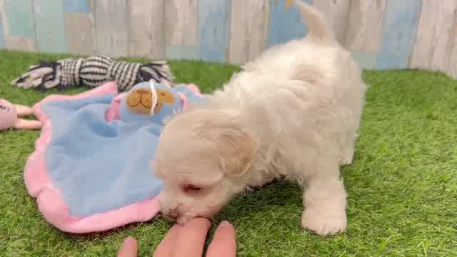 Petite Havapoo Poodle Mix Pup