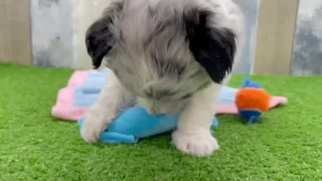 Best Mini Pomskydoodle Baby