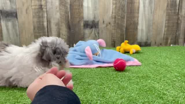 Playful Maltepoo Poodle Mix Puppy