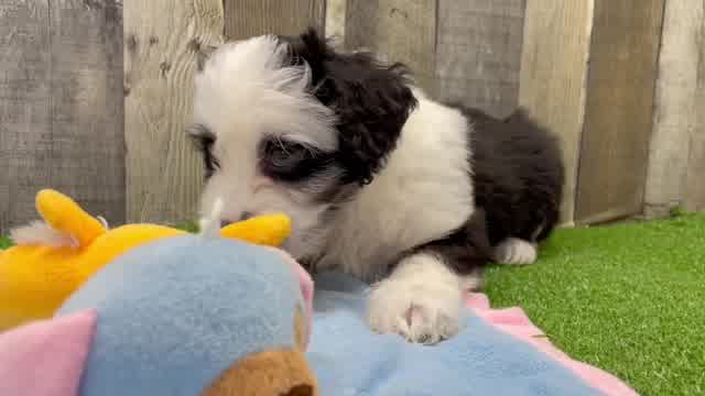 Hypoallergenic Aussiepoo Poodle Mix Puppy