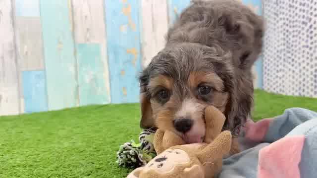 Playful Cavoodle Poodle Mix Puppy