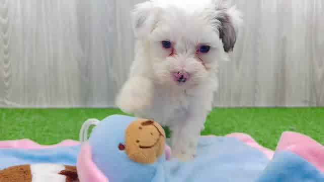 Petite Maltipoo Poodle Mix Pup