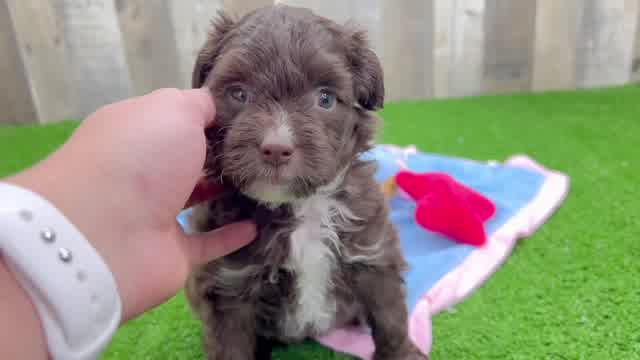 Cute Mini Aussiedoodle Baby