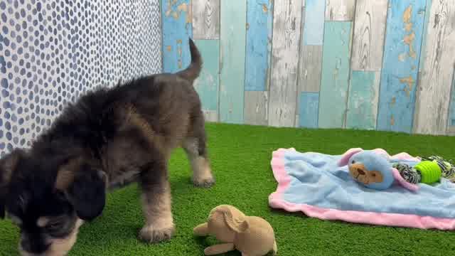 Mini Pomskydoodle Pup Being Cute