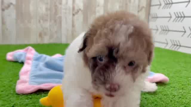Little Poodle Purebred Pup